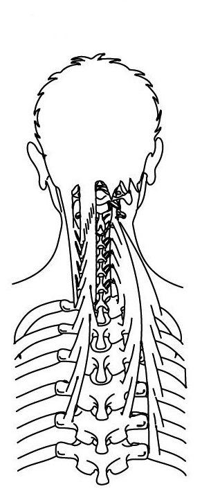 Иллюстрация к книге — 100 лет активной жизни, или Секреты здорового долголетия. 1000 ответов на вопросы, как вернуть здоровье [i_087.jpg]