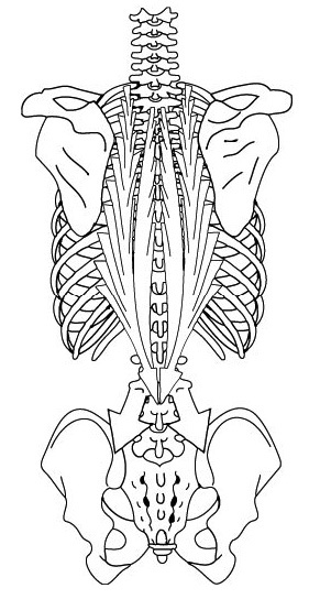 Иллюстрация к книге — 100 лет активной жизни, или Секреты здорового долголетия. 1000 ответов на вопросы, как вернуть здоровье [i_091.jpg]