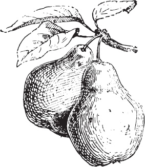 Иллюстрация к книге — Большая энциклопедия садовода-огородника от А до Я [_10.jpg]