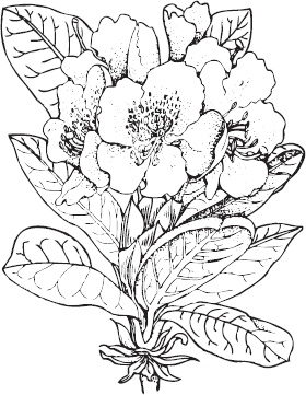 Иллюстрация к книге — Большая энциклопедия садовода-огородника от А до Я [_101.jpg]