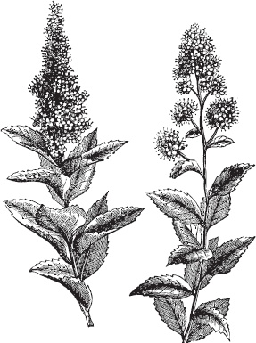 Иллюстрация к книге — Большая энциклопедия садовода-огородника от А до Я [_105.jpg]