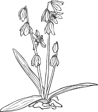 Иллюстрация к книге — Большая энциклопедия садовода-огородника от А до Я [_106.jpg]