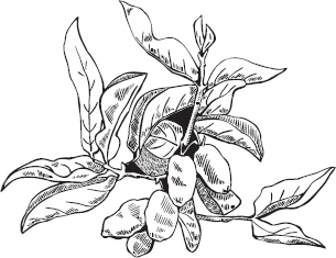 Иллюстрация к книге — Большая энциклопедия садовода-огородника от А до Я [_11.jpg]