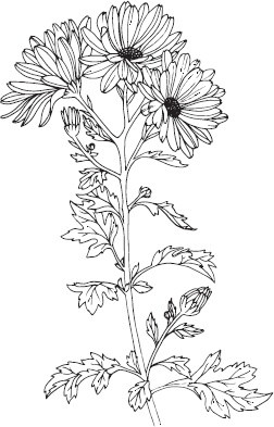 Иллюстрация к книге — Большая энциклопедия садовода-огородника от А до Я [_110.jpg]