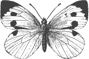 Иллюстрация к книге — Большая энциклопедия садовода-огородника от А до Я [_114.jpg]
