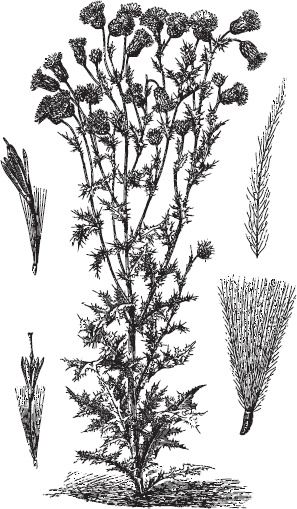 Иллюстрация к книге — Большая энциклопедия садовода-огородника от А до Я [_115.jpg]