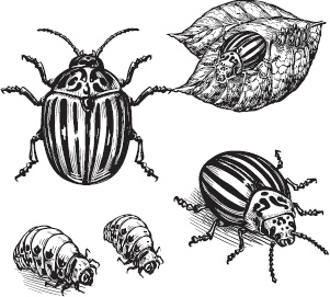 Иллюстрация к книге — Большая энциклопедия садовода-огородника от А до Я [_118.jpg]