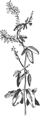 Иллюстрация к книге — Большая энциклопедия садовода-огородника от А до Я [_120.jpg]