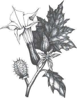 Иллюстрация к книге — Большая энциклопедия садовода-огородника от А до Я [_121.jpg]