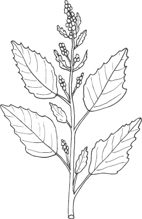 Иллюстрация к книге — Большая энциклопедия садовода-огородника от А до Я [_125.jpg]