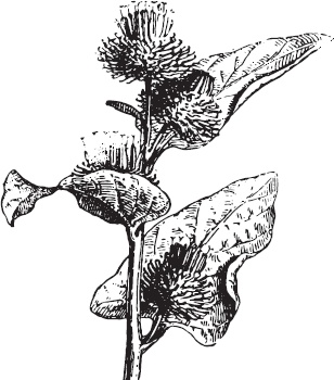 Иллюстрация к книге — Большая энциклопедия садовода-огородника от А до Я [_126.jpg]