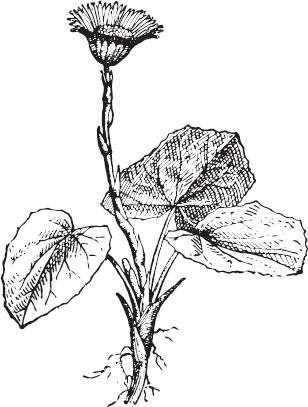 Иллюстрация к книге — Большая энциклопедия садовода-огородника от А до Я [_127.jpg]