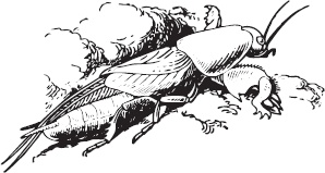 Иллюстрация к книге — Большая энциклопедия садовода-огородника от А до Я [_128.jpg]