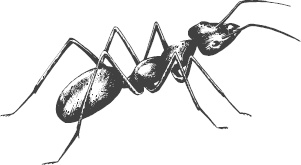 Иллюстрация к книге — Большая энциклопедия садовода-огородника от А до Я [_129.jpg]