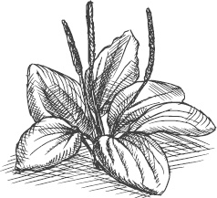 Иллюстрация к книге — Большая энциклопедия садовода-огородника от А до Я [_131.jpg]