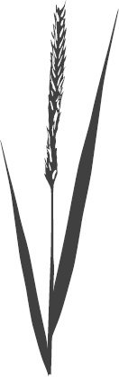 Иллюстрация к книге — Большая энциклопедия садовода-огородника от А до Я [_132.jpg]