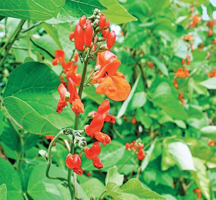 Иллюстрация к книге — Большая энциклопедия садовода-огородника от А до Я [_139.jpg]