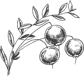 Иллюстрация к книге — Большая энциклопедия садовода-огородника от А до Я [_14.jpg]