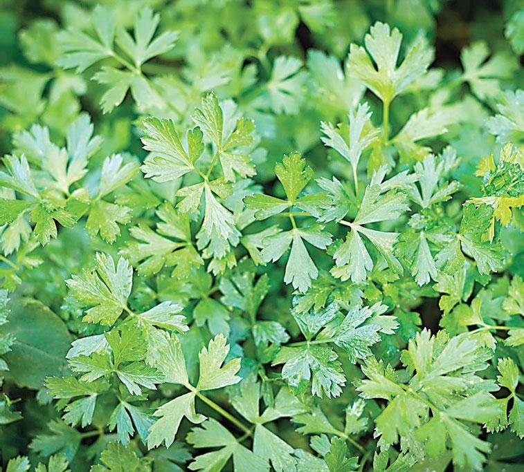 Иллюстрация к книге — Большая энциклопедия садовода-огородника от А до Я [_142.jpg]