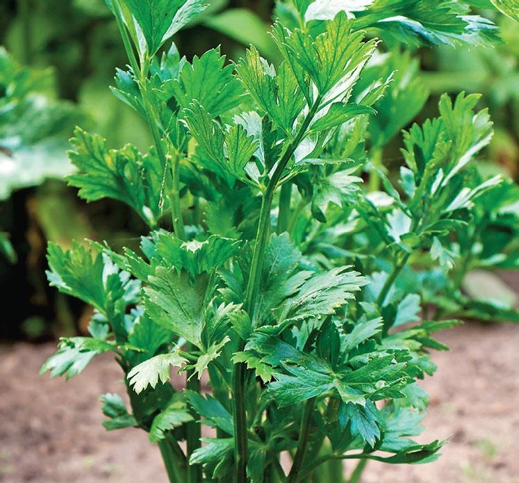 Иллюстрация к книге — Большая энциклопедия садовода-огородника от А до Я [_144.jpg]