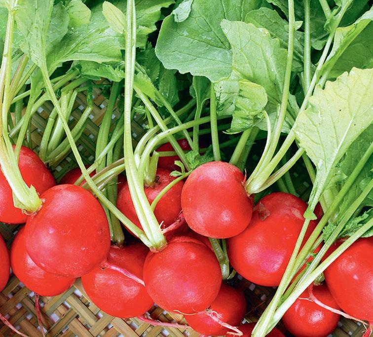 Иллюстрация к книге — Большая энциклопедия садовода-огородника от А до Я [_145.jpg]