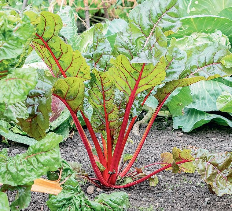 Иллюстрация к книге — Большая энциклопедия садовода-огородника от А до Я [_146.jpg]