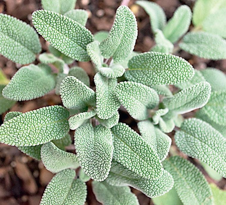 Иллюстрация к книге — Большая энциклопедия садовода-огородника от А до Я [_148.jpg]