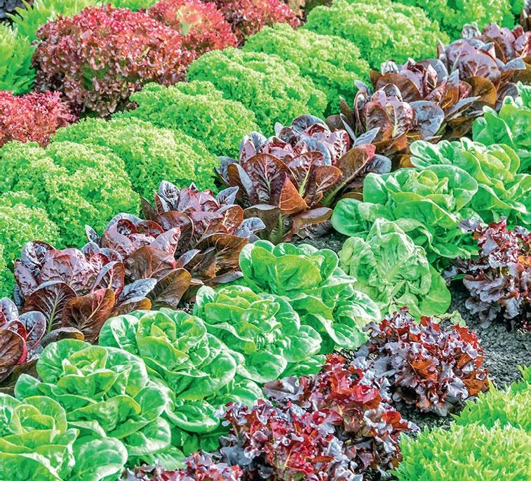 Иллюстрация к книге — Большая энциклопедия садовода-огородника от А до Я [_150.jpg]