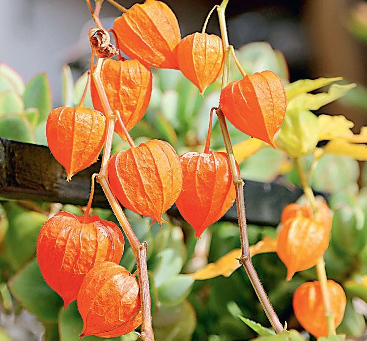 Иллюстрация к книге — Большая энциклопедия садовода-огородника от А до Я [_152.jpg]