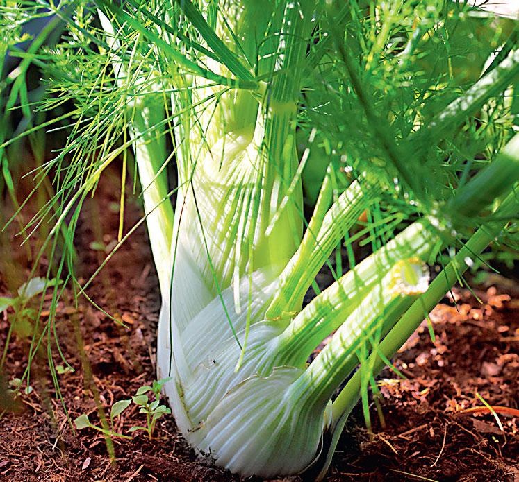 Иллюстрация к книге — Большая энциклопедия садовода-огородника от А до Я [_154.jpg]