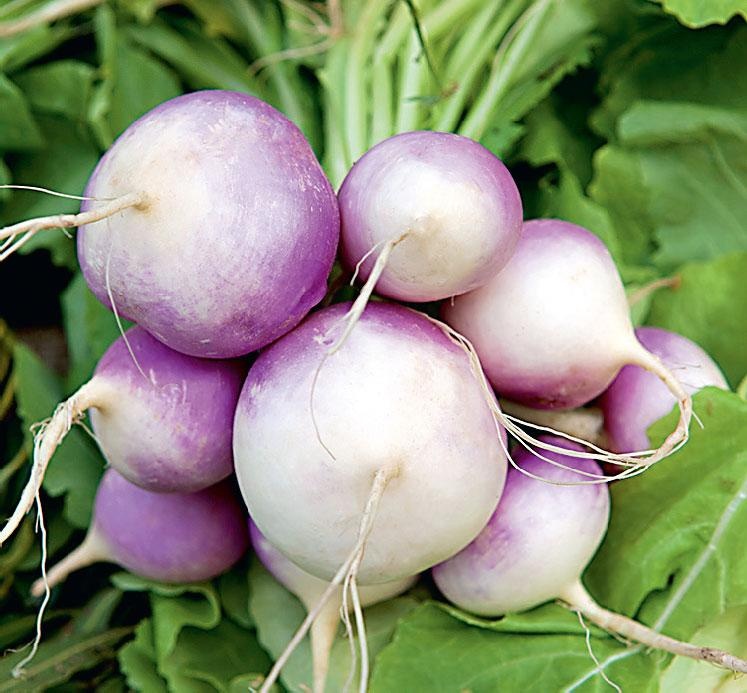 Иллюстрация к книге — Большая энциклопедия садовода-огородника от А до Я [_155.jpg]