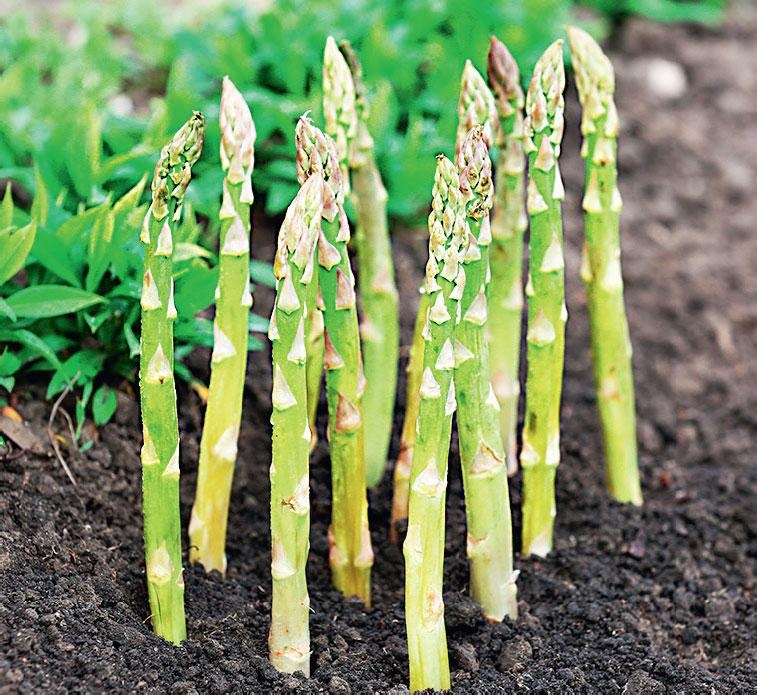 Иллюстрация к книге — Большая энциклопедия садовода-огородника от А до Я [_156.jpg]