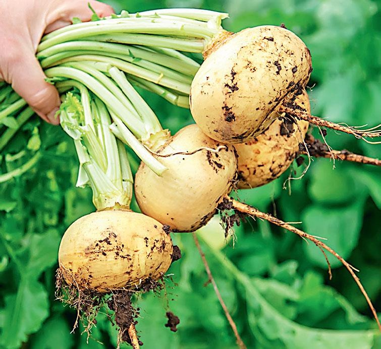 Иллюстрация к книге — Большая энциклопедия садовода-огородника от А до Я [_157.jpg]