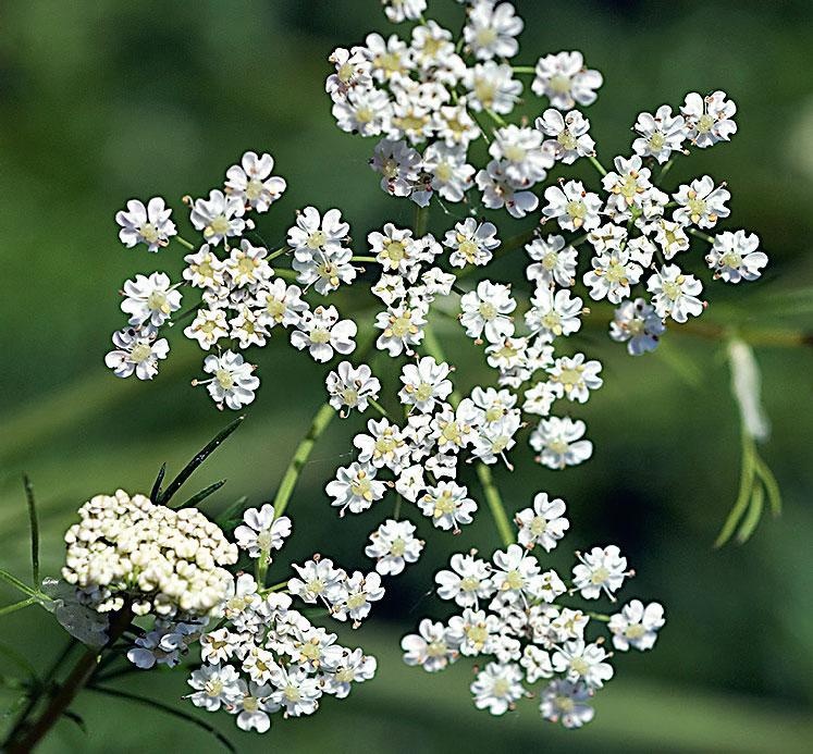 Иллюстрация к книге — Большая энциклопедия садовода-огородника от А до Я [_160.jpg]