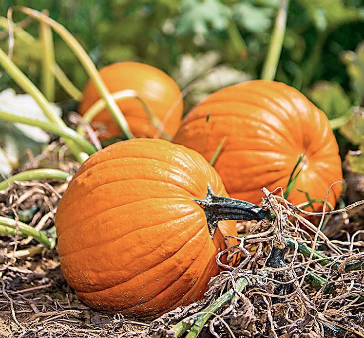Иллюстрация к книге — Большая энциклопедия садовода-огородника от А до Я [_161.jpg]