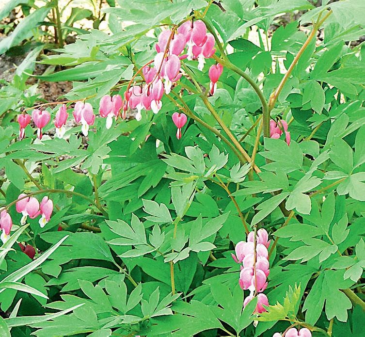 Иллюстрация к книге — Большая энциклопедия садовода-огородника от А до Я [_162.jpg]