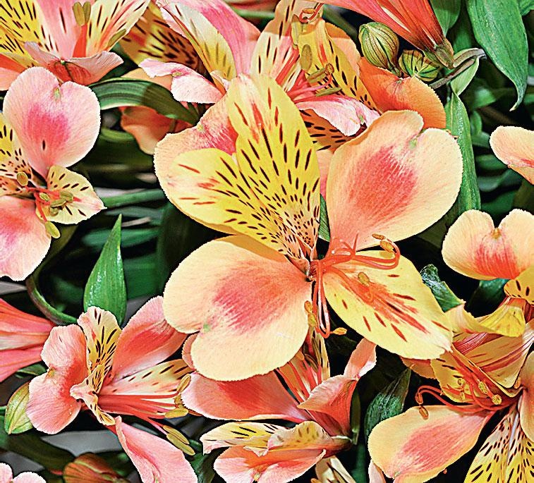 Иллюстрация к книге — Большая энциклопедия садовода-огородника от А до Я [_164.jpg]