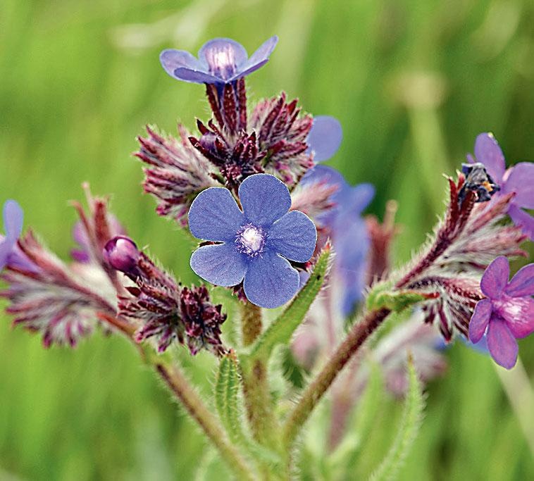 Иллюстрация к книге — Большая энциклопедия садовода-огородника от А до Я [_168.jpg]