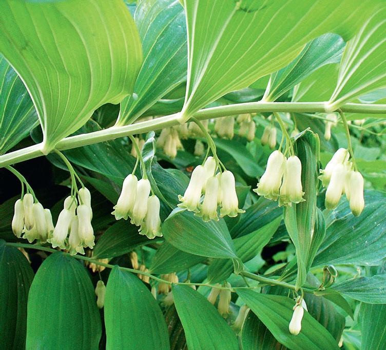 Иллюстрация к книге — Большая энциклопедия садовода-огородника от А до Я [_169.jpg]