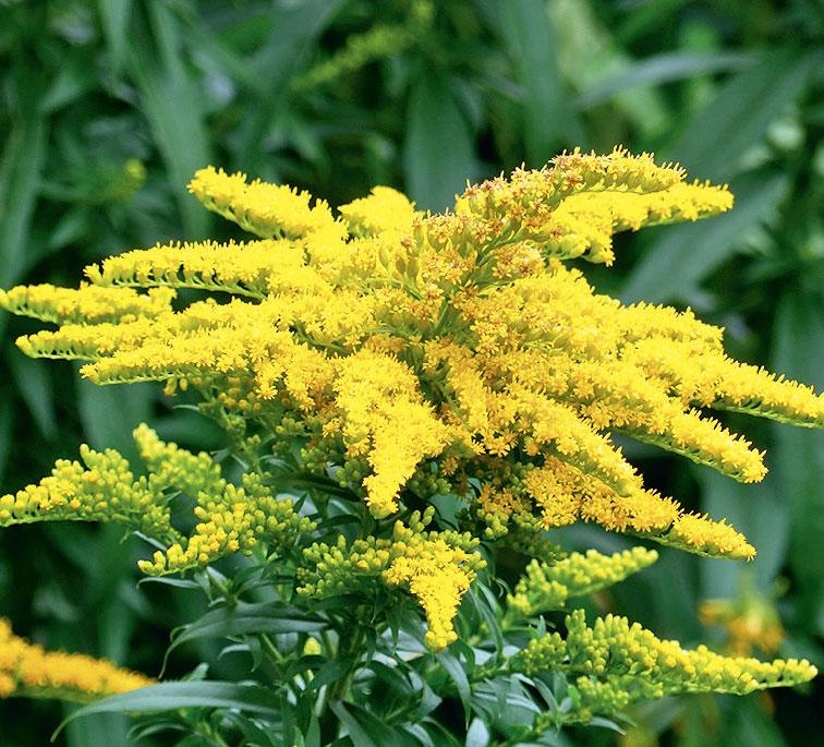 Иллюстрация к книге — Большая энциклопедия садовода-огородника от А до Я [_173.jpg]