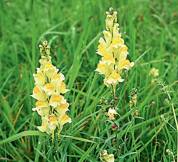 Иллюстрация к книге — Большая энциклопедия садовода-огородника от А до Я [_174.jpg]