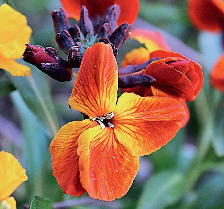 Иллюстрация к книге — Большая энциклопедия садовода-огородника от А до Я [_176.jpg]