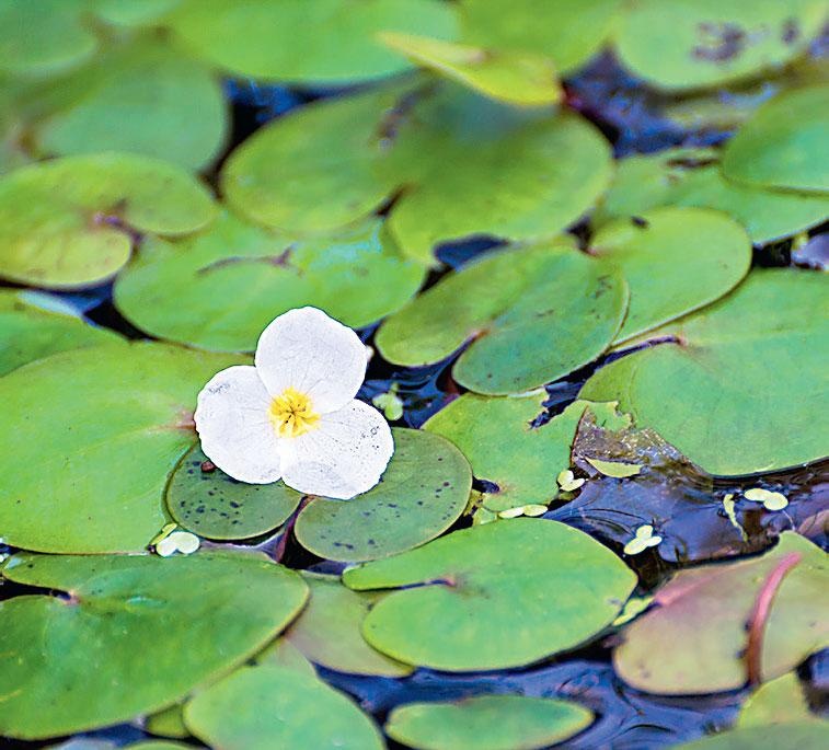 Иллюстрация к книге — Большая энциклопедия садовода-огородника от А до Я [_178.jpg]