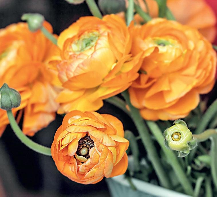 Иллюстрация к книге — Большая энциклопедия садовода-огородника от А до Я [_180.jpg]