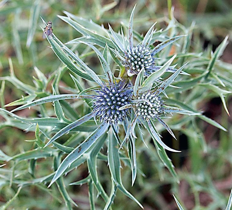 Иллюстрация к книге — Большая энциклопедия садовода-огородника от А до Я [_182.jpg]