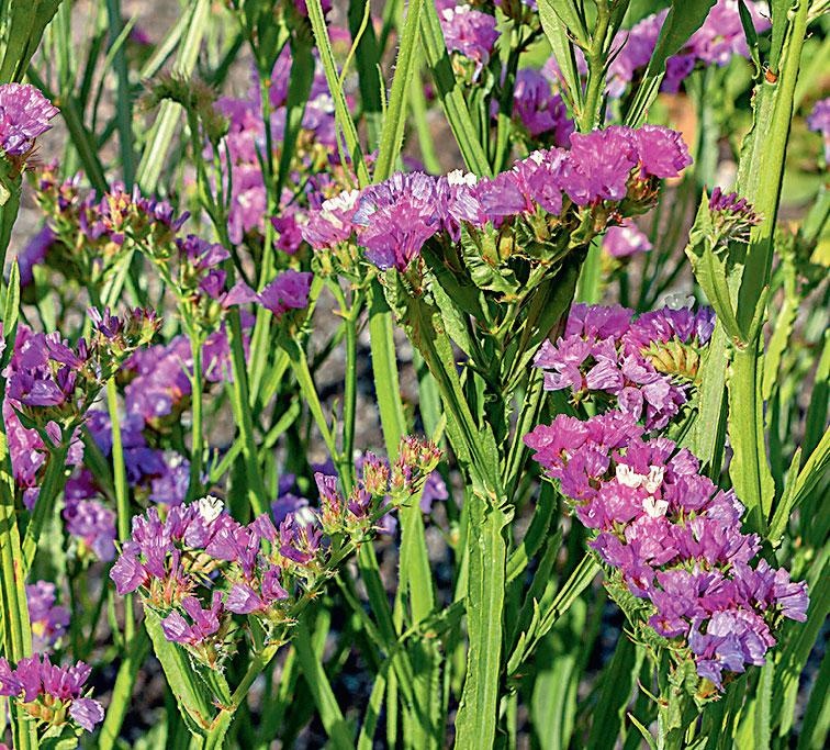 Иллюстрация к книге — Большая энциклопедия садовода-огородника от А до Я [_186.jpg]