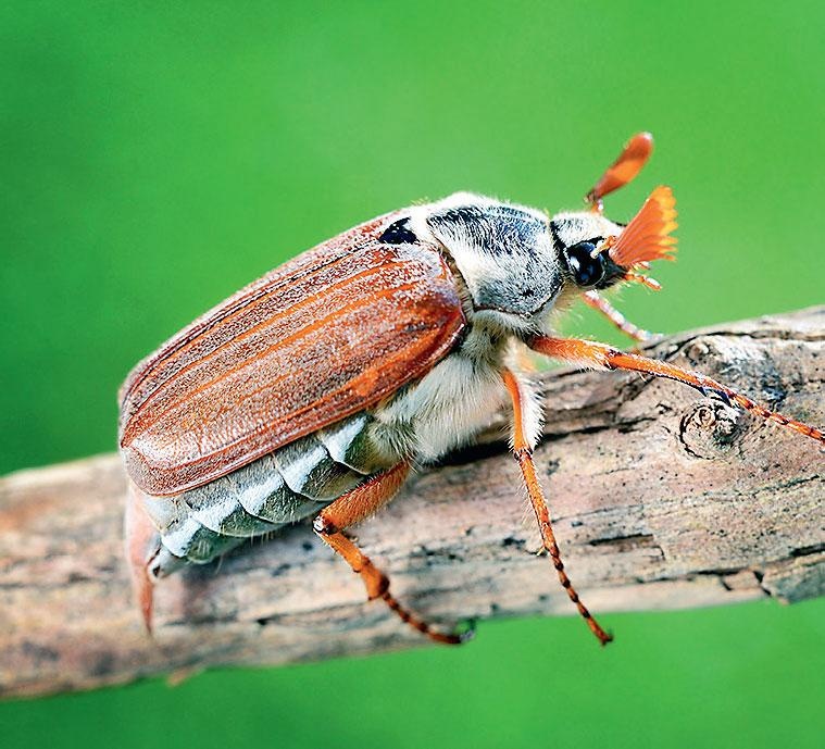 Иллюстрация к книге — Большая энциклопедия садовода-огородника от А до Я [_187.jpg]
