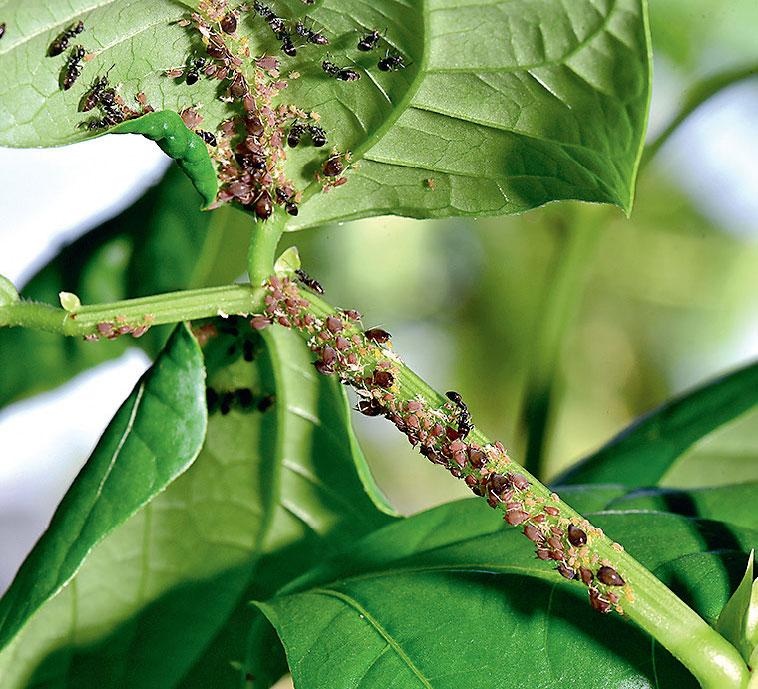 Иллюстрация к книге — Большая энциклопедия садовода-огородника от А до Я [_190.jpg]