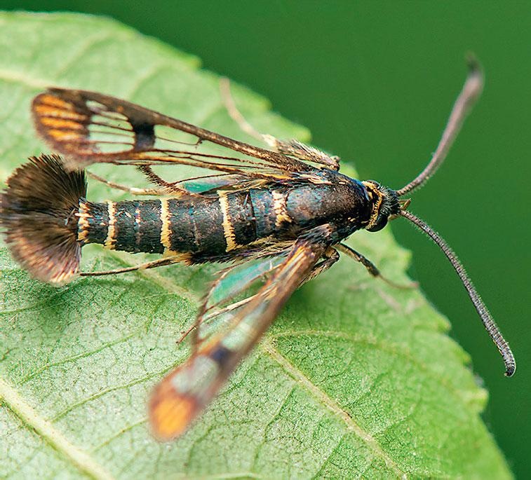 Иллюстрация к книге — Большая энциклопедия садовода-огородника от А до Я [_191.jpg]