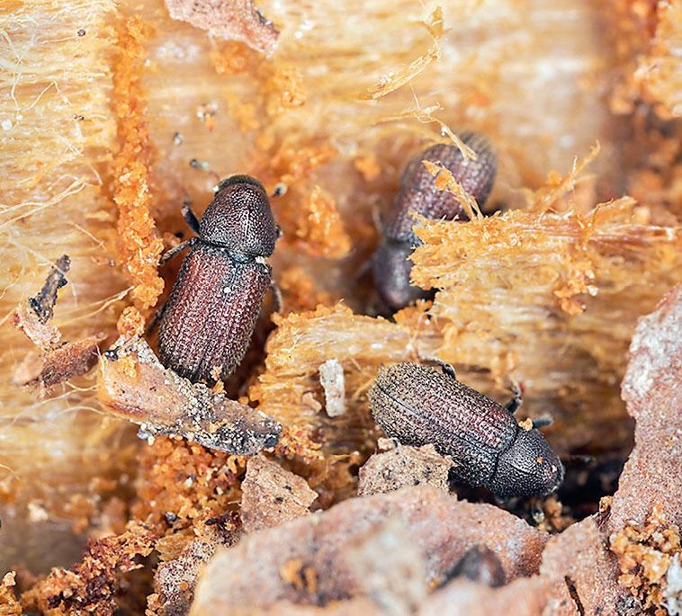 Иллюстрация к книге — Большая энциклопедия садовода-огородника от А до Я [_192.jpg]